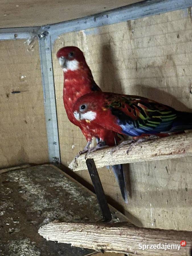 Papugi Swiergoty Łysa Góra