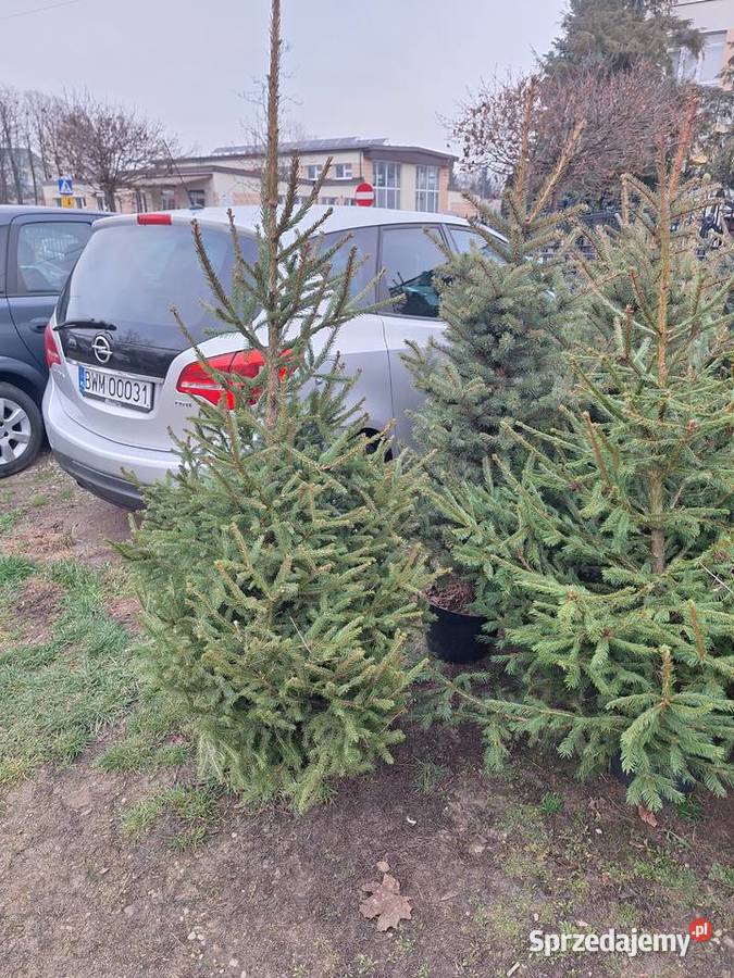 już mamy Jodły kaukaskie i choinki cięte i podlaskie Ciechanowiec