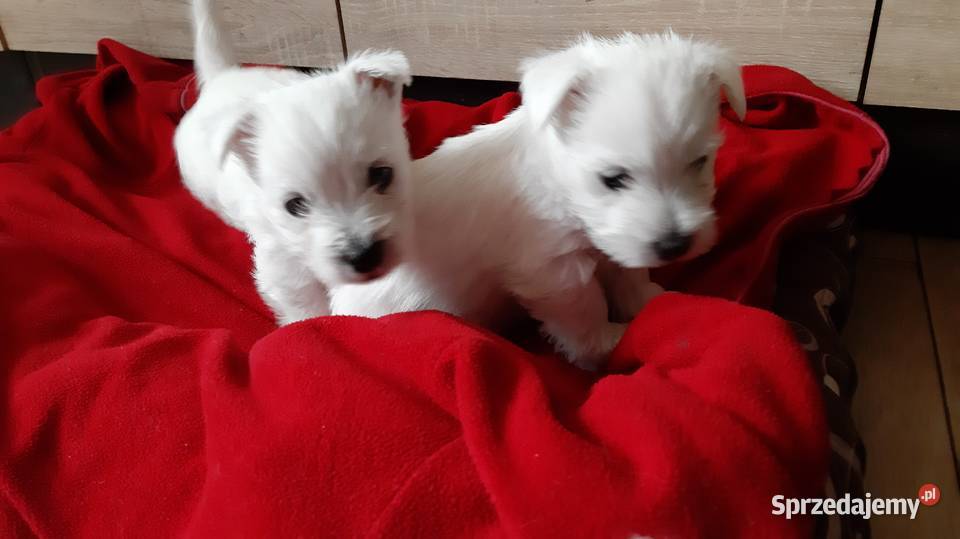 West Highland White Terrier Nowe Brzesko