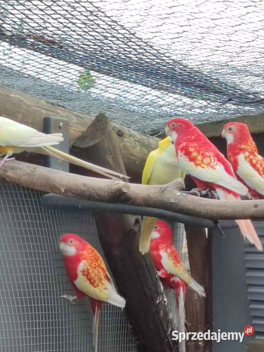 Papugi Rozelle białolice rubino