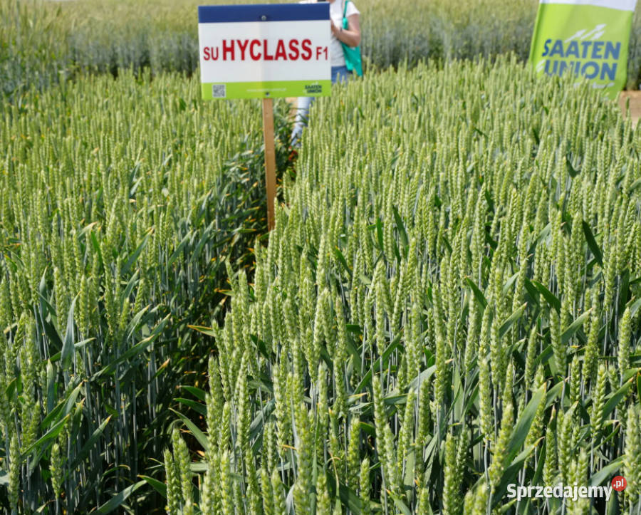 Pszenica ozima hybrydowa SU HYCLASS Września