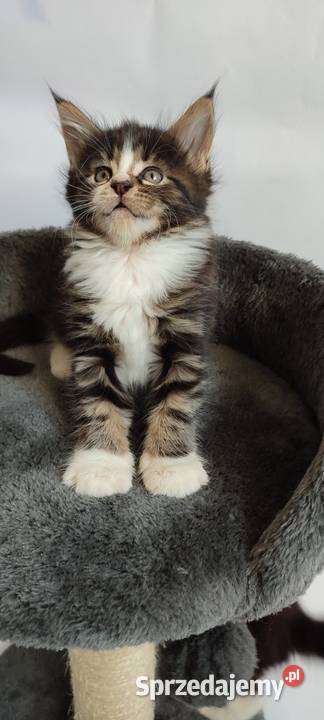 Maine coon Kotka czarna klasycznie pręgowana z Żywiec