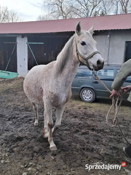 Klacz Czystej Krwi Arabskiej2 Piórków