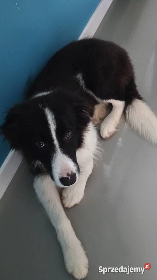 Border collie FCI Legionowo usługi dla zwierząt
