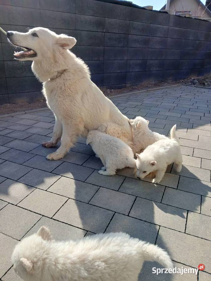 Owczarek szwajcarski Owczarek Zimnice Wielkie