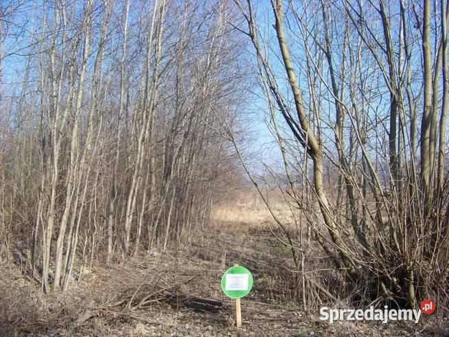 Sprzedam działkę Sprzedaż łódzkie Żarnów