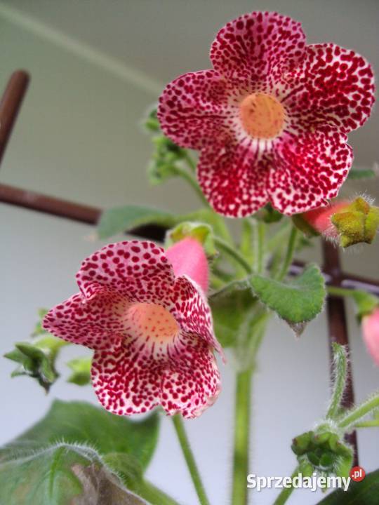 kohleria ozdobna roślina doniczkowa Bielsk