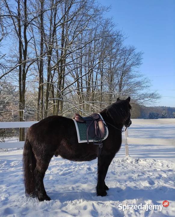 Sprzedam karego wałacha PKZ około 160