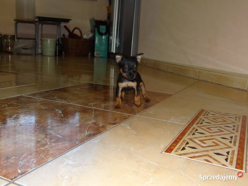 Ratlerek miniaturka piesek 8 tygodni Wierzbica sprzedam