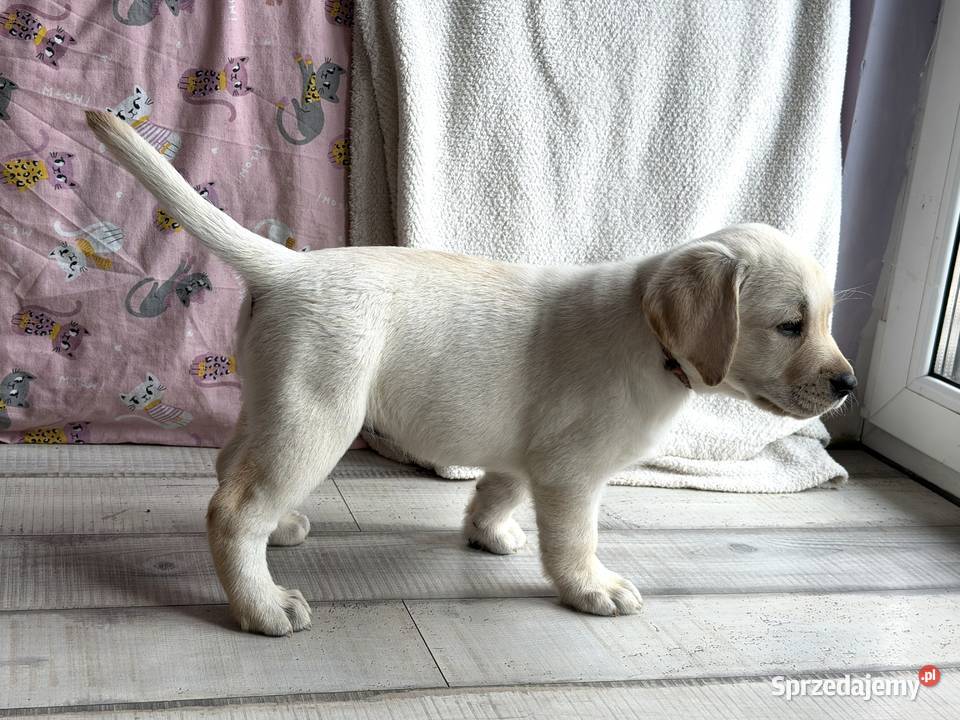 Szczeniaki Labrador Retriever czarne i Żelechlinek sprzedam