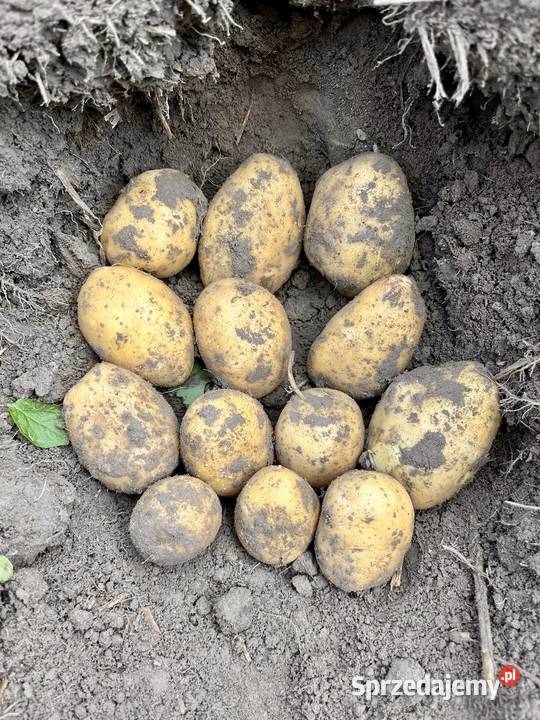 Sprzedaż hurtowa świeżych ziemniaków we