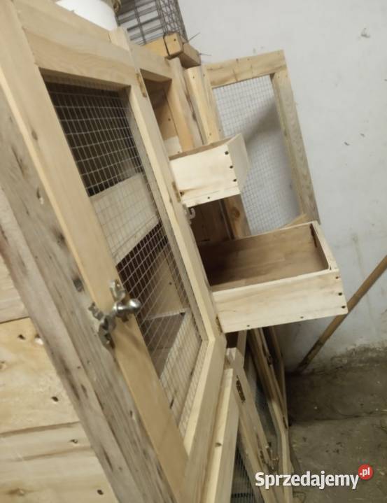 Króliki królik samiec samica klatka transporter Leśna Podlaska sprzedam