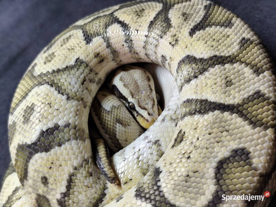Firefly Hypo mazowieckie Pruszków