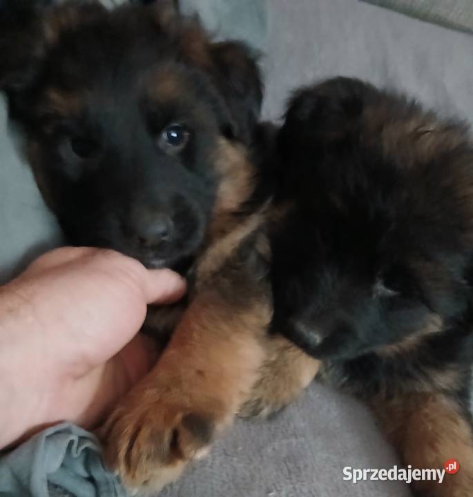 Sprzedam szczeniaki rasy owczarek niemiecki Owczarek Busko-Zdrój