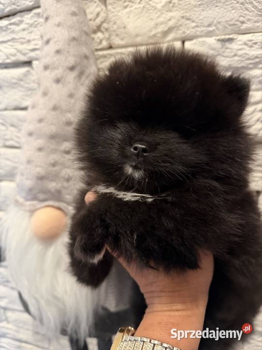 Szpic miniaturowy pomeranian boy Poniszowice