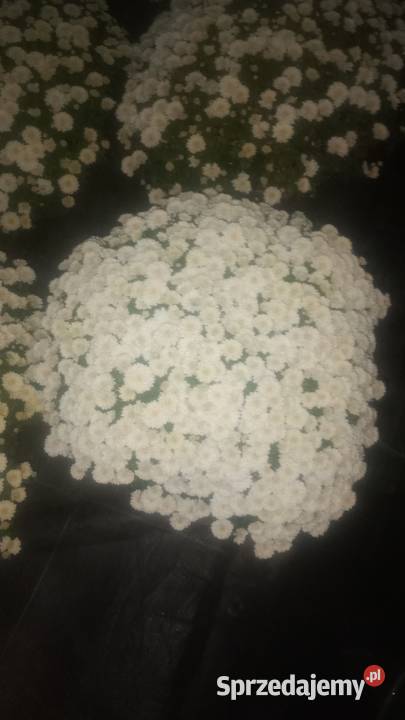 Hryzantemy drobnokwiatowe Bielsko-Biała