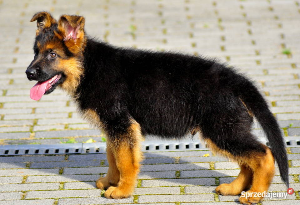 Owczarek niemiecki FCI Jarocin