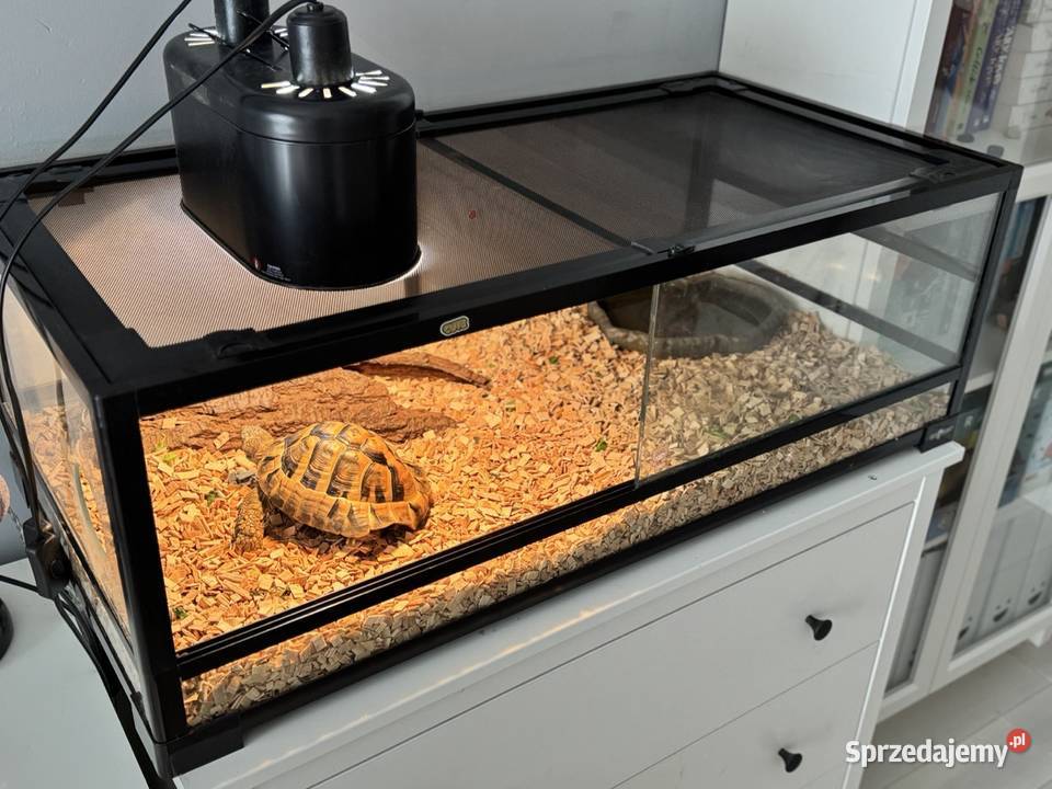 Żółw Grecki Terrarium mazowieckie Warszawa