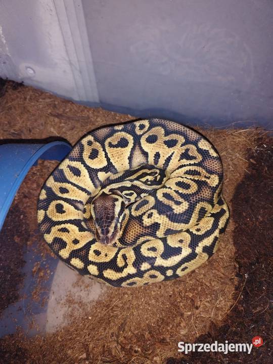 Sprzedam 10 pytona królewski Zwierzęta Myszków sprzedam