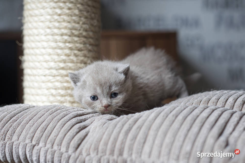 Brytyjski Kocur Krótkowłosy Liliowy Tęczowy Agat Kaźmierz