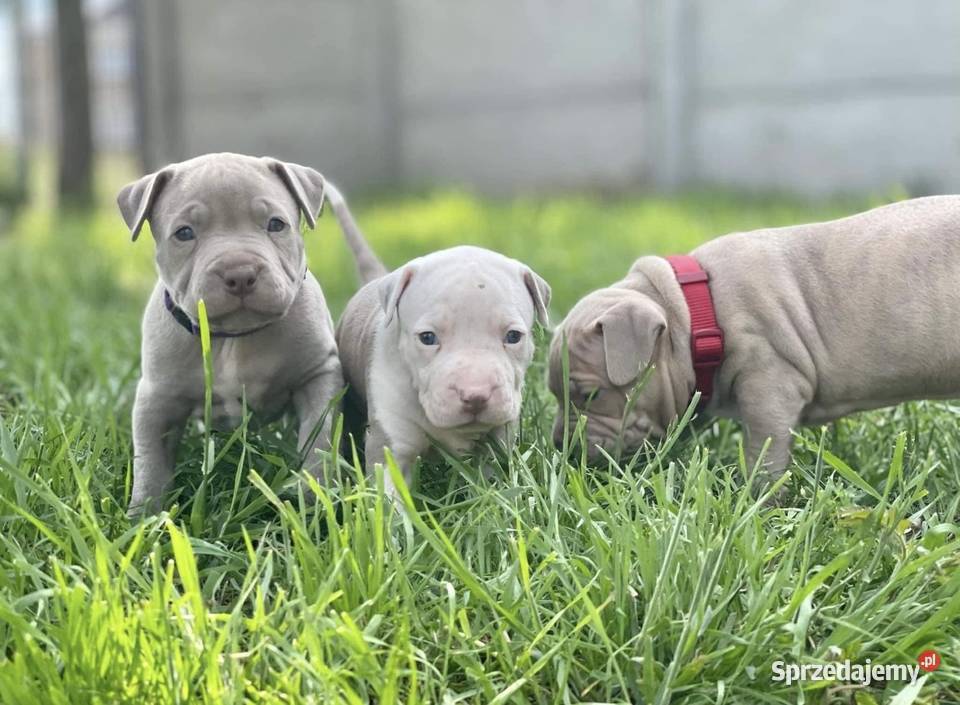 Amerykański Pit Bull Terrier szczenięta opolskie Opole