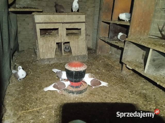 Gołębie mewki Gorzkowice