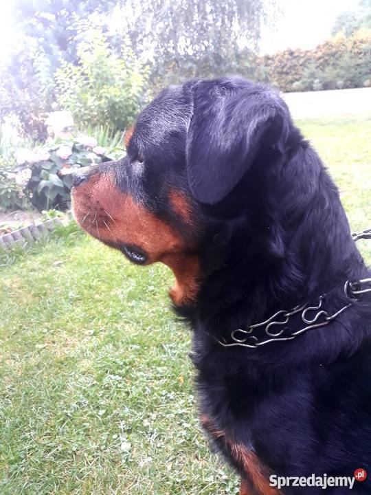 ROTTWEILER Reproduktor Sochaczew