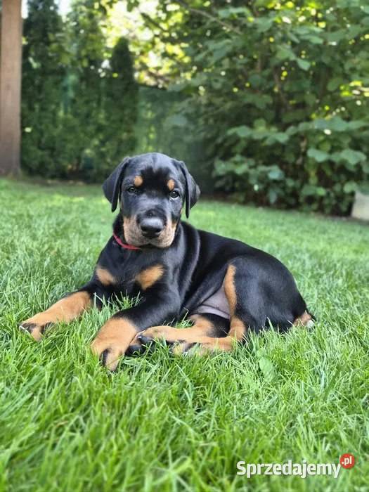 Piękny szczeniak dobermana mazowieckie Warszawa
