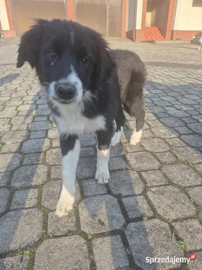Border Collie Border Family