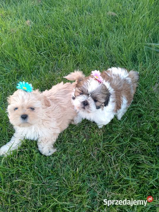Do odbioru jasny piesek rasy ShihTzu Namysłów