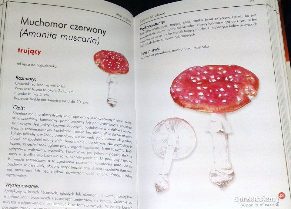 Ilustrowany atlas grzybów Emilia Grzędzicka Pozostałe Chełm