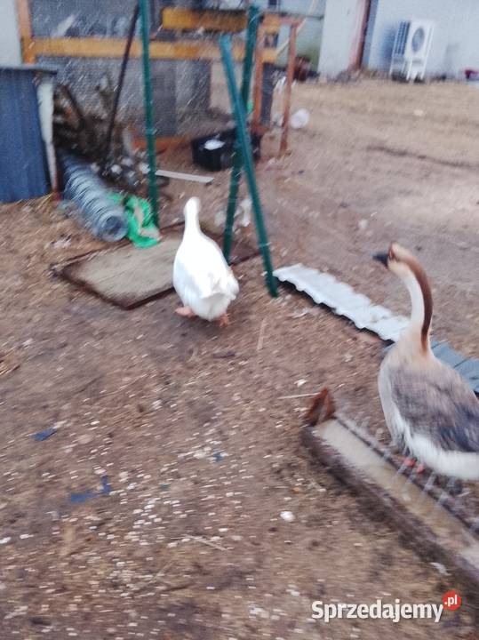 Gęsi białe sprzedam Brzeźno