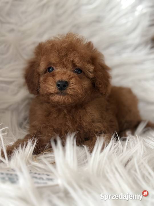 Pudel Toy szczeniaki Polanka Wielka