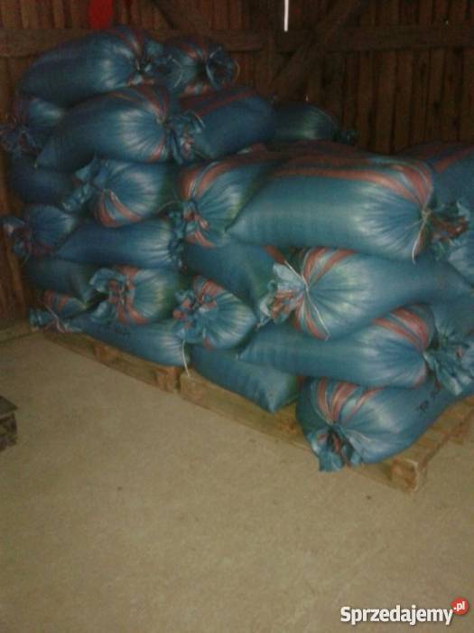 Jęczmień jary SOLDO do siewu Kępa Lubawska