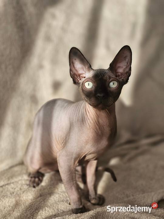 Kociak 5msc z rodowodem