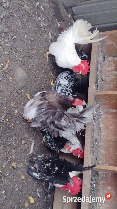 Młode kury chabo OSTATNIA PARA NA SPRZEDAŻ Ptaki Plemięta