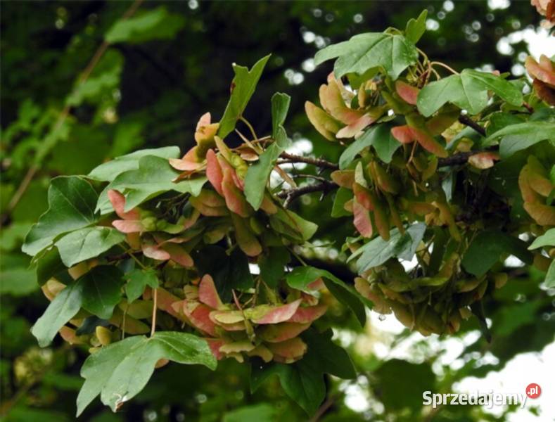 KLON POLNY Acer campestre NASIONA 1300 sztuk Lubanie