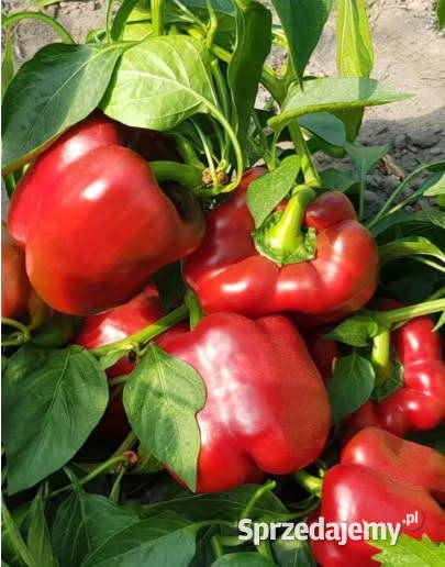 Dynia krzaczasta Unikat Nasiona pestki kolekcja