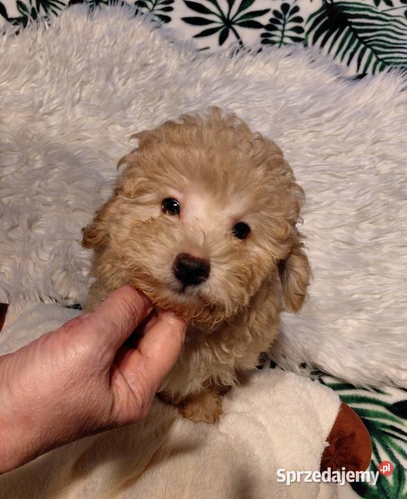 Pudel toy morelowy Pozostałe Wyszków
