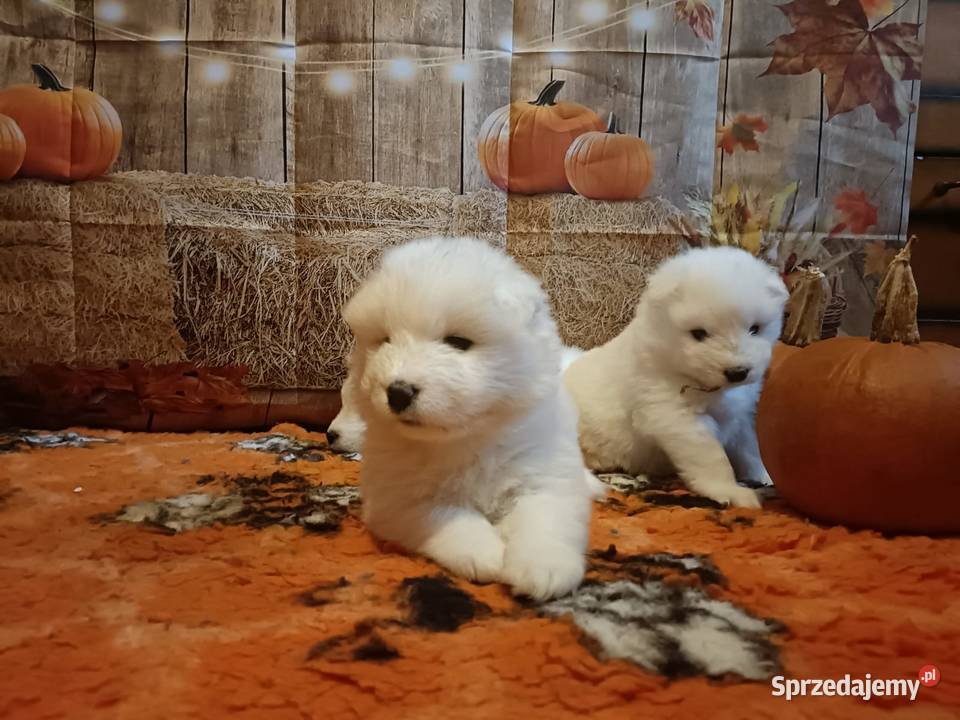 Rasowe szczeniaki samoyed Bukowno