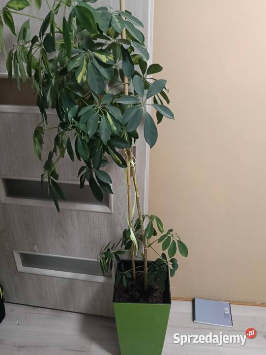 Kwiat szeflera do biura domu Mrągowo