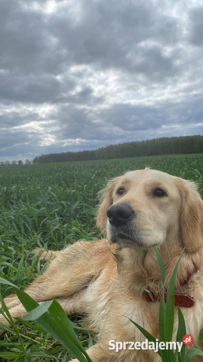 Golden Retriever wielkopolskie Brzostowo