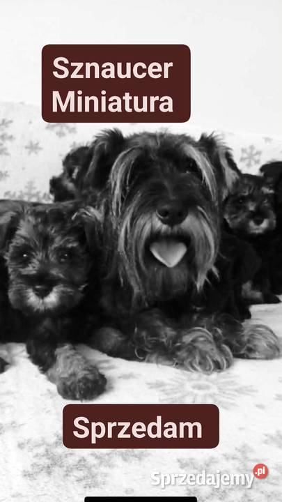 Sznaucer miniaturowy śląskie