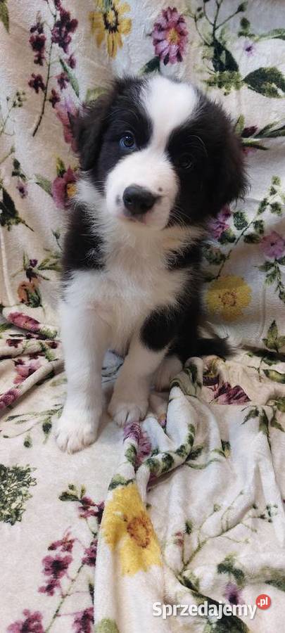 Border Collie szczeniaki inteligentne Ziębice sprzedam