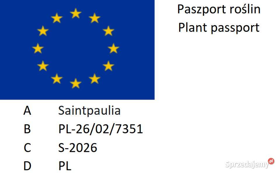 Fiołek afrykański kwitnąca sadzonka Jędrzejów