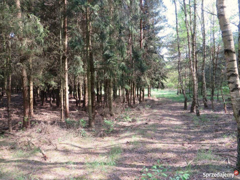 Działka wśród lasów Gostynin sprzedam