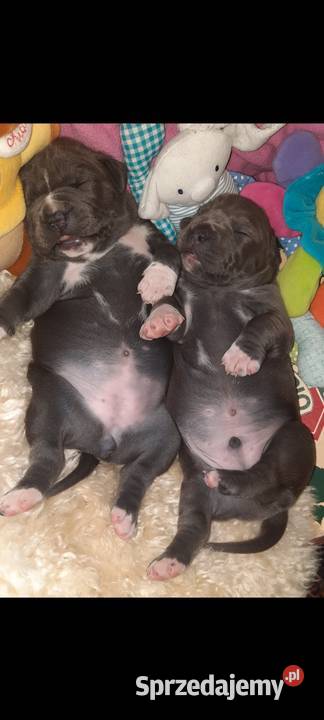 Amstaff piękne szczeniaki rodzice przebadane Dęblin