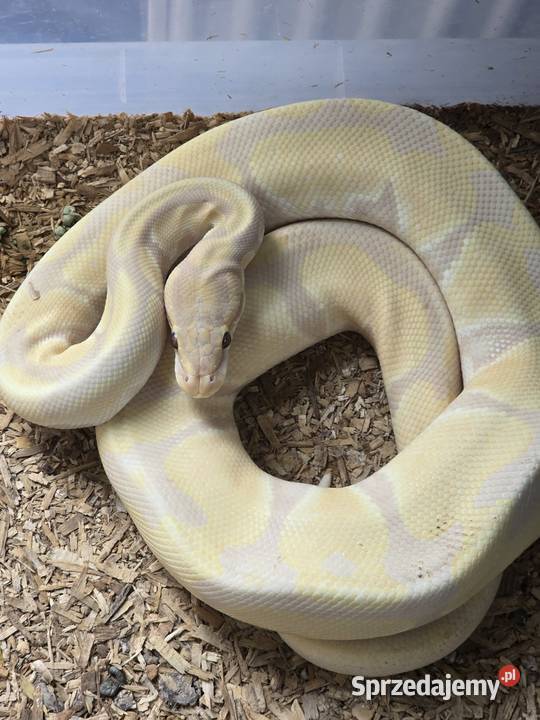 Pyton królewski Python regius Gady i płazy Poznań