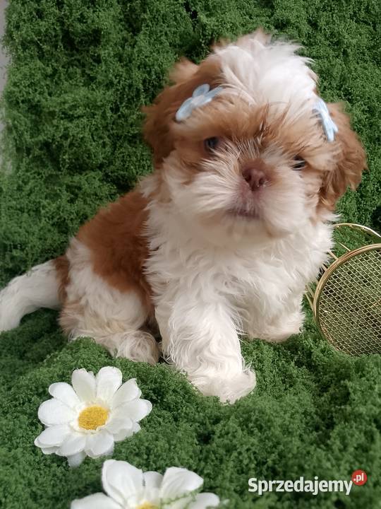 GOTOWY DO ODBIORU piękny piesek rasy ShihTzu Namysłów