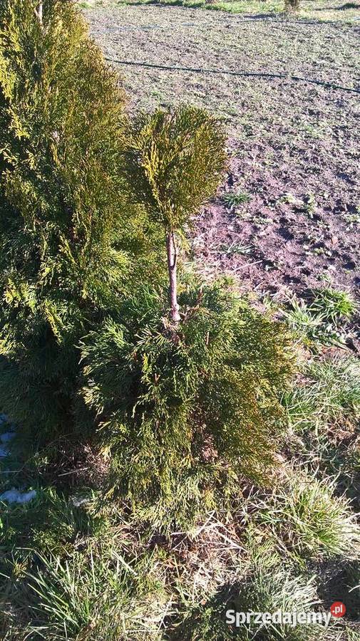 Krzewy formowane Strzyżone Ogrodowe Bonsai Mszczonów